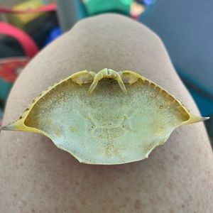 Meet your Posher, Ell